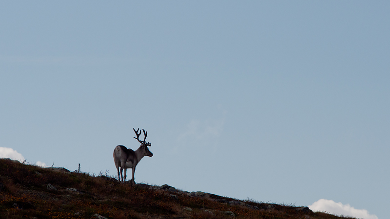 Nazwa:  FIN-O-5-115-wex2.jpg
Wyświetleń: 150
Rozmiar:  132,2 KB