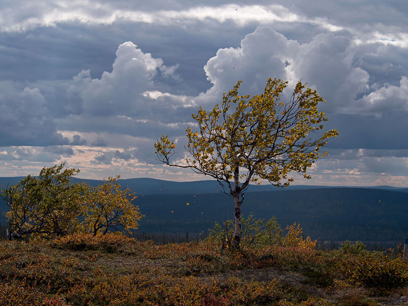Nazwa:  FIN-O-5-219-wex.jpg
Wyświetleń: 152
Rozmiar:  149,9 KB