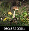 Kliknij obrazek, aby uzyskać większą wersję

Nazwa:	muchomor.jpg
Wyświetleń:	92
Rozmiar:	398,8 KB
ID:	101209