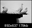 Kliknij obrazek, aby uzyskać większą wersję

Nazwa:	2238533.jpg
Wyświetleń:	72
Rozmiar:	179,0 KB
ID:	101213