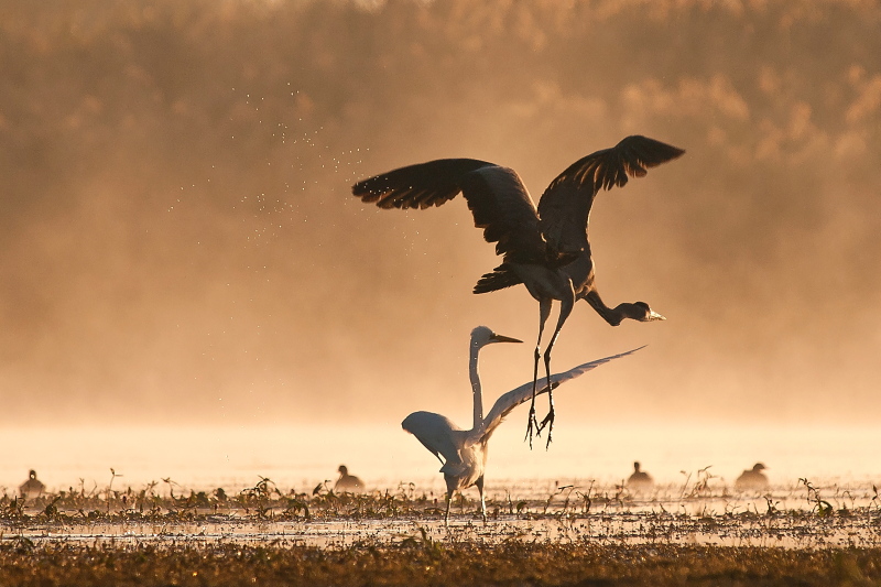 Nazwa:  _9070136.jpg
Wyświetleń: 102
Rozmiar:  196,4 KB