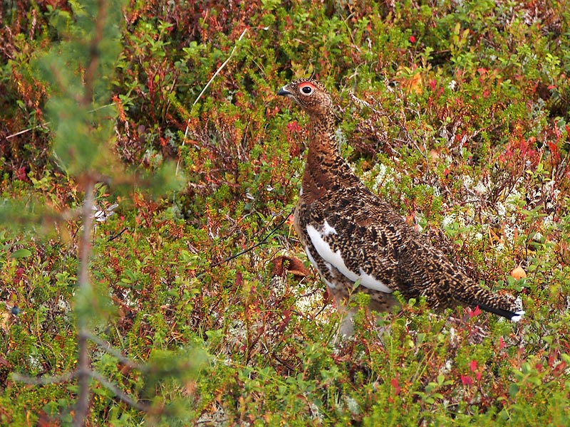 Nazwa:  FIN-O-7-056-wex.jpg
Wyświetleń: 248
Rozmiar:  205,8 KB