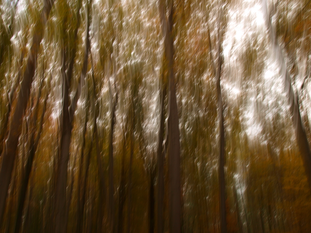 Kliknij obrazek, aby uzyskać większą wersję

Nazwa:	PA185883zapĹakany las.jpg
Wyświetleń:	172
Rozmiar:	410,9 KB
ID:	102653