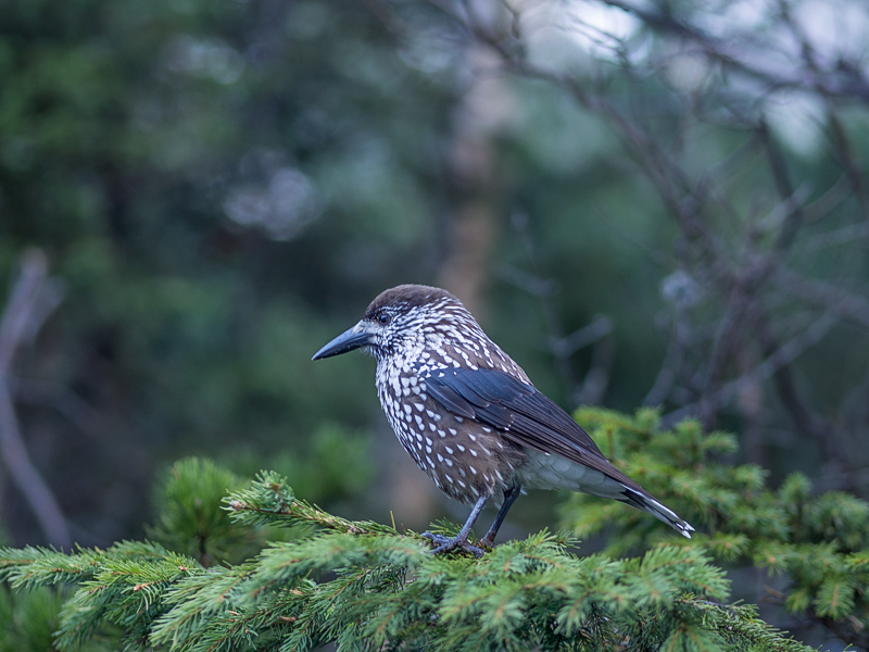 Nazwa:  Tatry60olek-10.JPG
Wyświetleń: 318
Rozmiar:  350,2 KB
