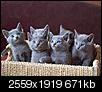 Kliknij obrazek, aby uzyskać większą wersję

Nazwa:	miot e 102.jpg
Wyświetleń:	72
Rozmiar:	670,6 KB
ID:	103831