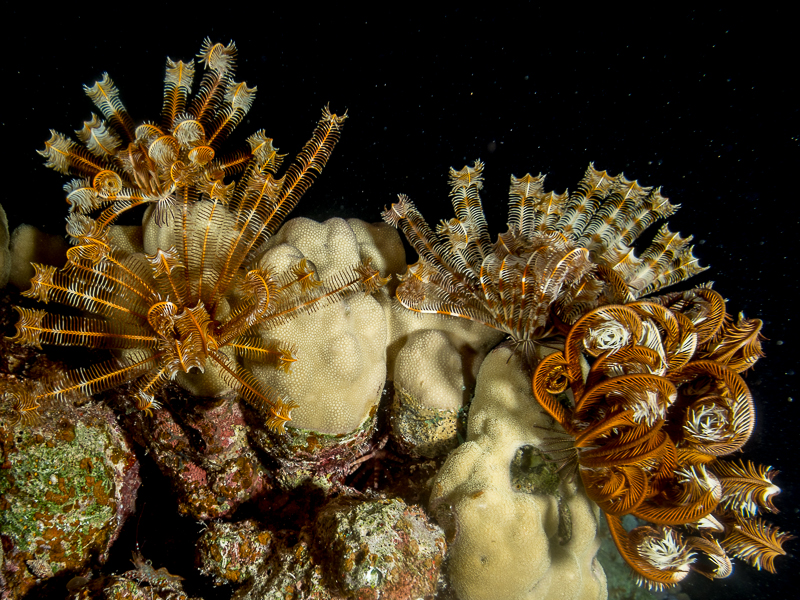 Nazwa:  20131022-211436-PA220018.jpg
Wyświetleń: 136
Rozmiar:  602,9 KB