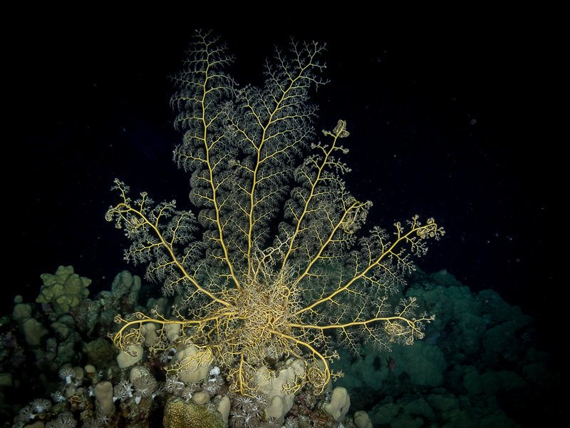 Nazwa:  20131022-211918-PA220026.jpg
Wyświetleń: 139
Rozmiar:  399,1 KB