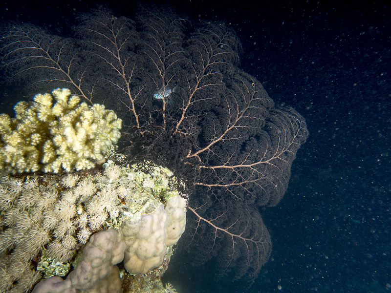 Nazwa:  20131022-212700-PA220038.jpg
Wyświetleń: 138
Rozmiar:  635,3 KB