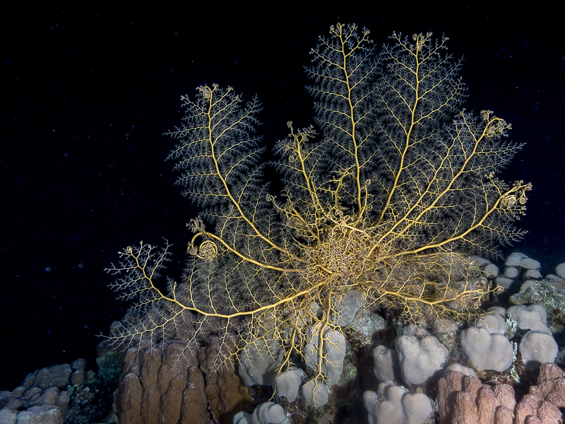 Nazwa:  20131022-213022-PA220041.jpg
Wyświetleń: 136
Rozmiar:  544,6 KB