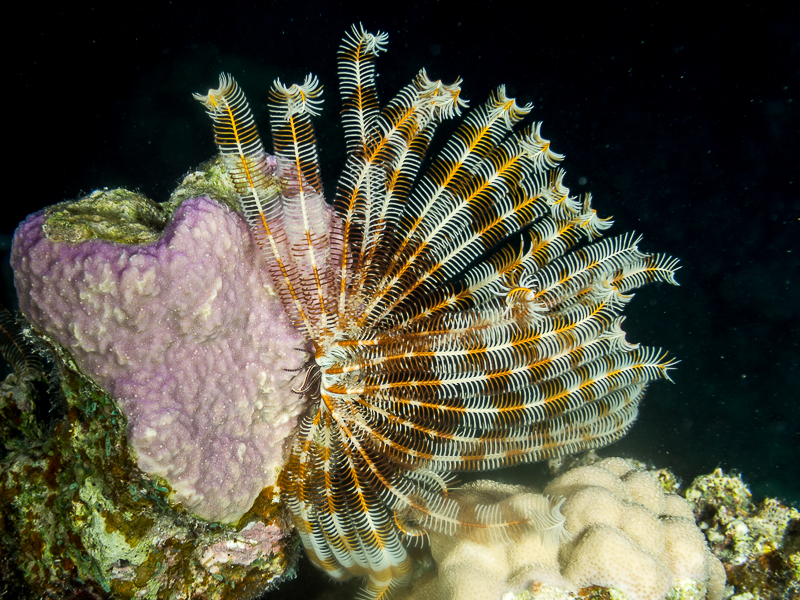 Nazwa:  20131022-213154-PA220046.jpg
Wyświetleń: 135
Rozmiar:  577,0 KB