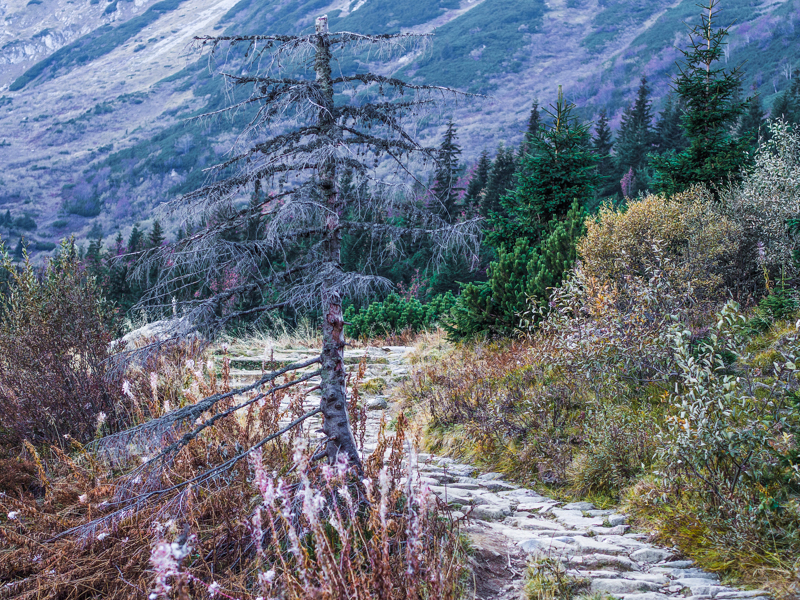 Nazwa:  Tatry131olek-16.JPG
Wyświetleń: 145
Rozmiar:  799,6 KB