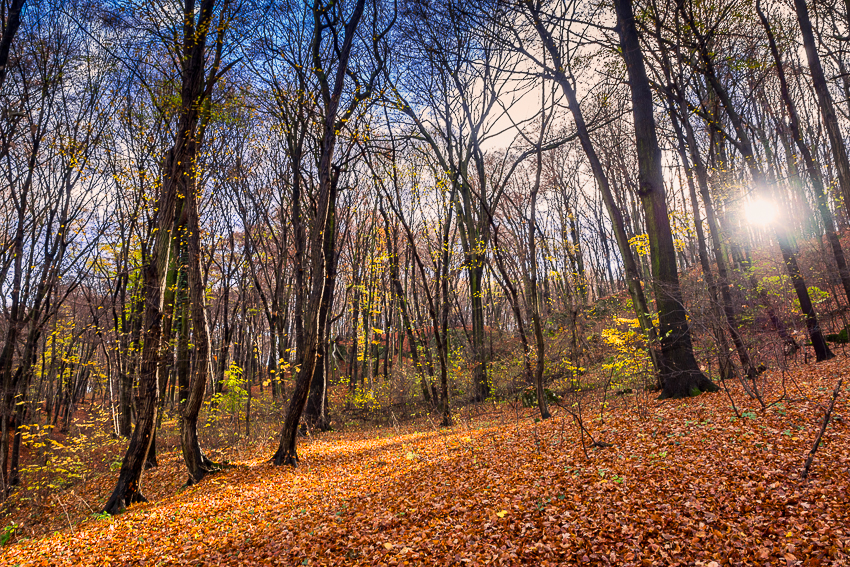 Nazwa:  2013-11-10-13-40_PB100003-Edit.jpg
Wyświetleń: 325
Rozmiar:  979,6 KB