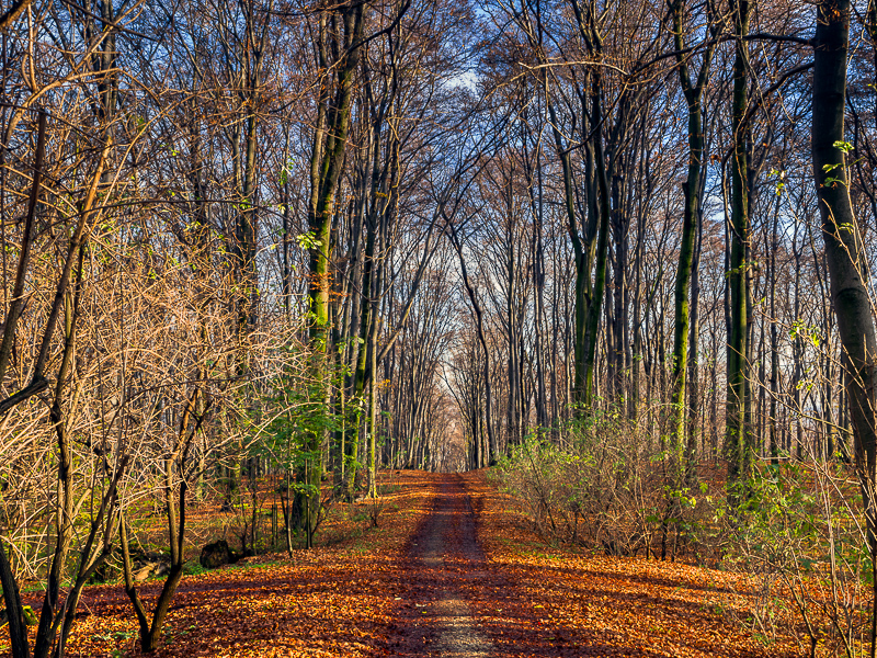 Nazwa:  2013-11-10-15-14_PB100086-Edit.jpg
Wyświetleń: 319
Rozmiar:  797,3 KB