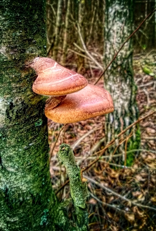 Nazwa:  WP_20131030_Pro hdr2.jpg
Wyświetleń: 178
Rozmiar:  495,7 KB