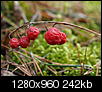 Kliknij obrazek, aby uzyskać większą wersję

Nazwa:	PC250277.JPG
Wyświetleń:	138
Rozmiar:	242,4 KB
ID:	106735
