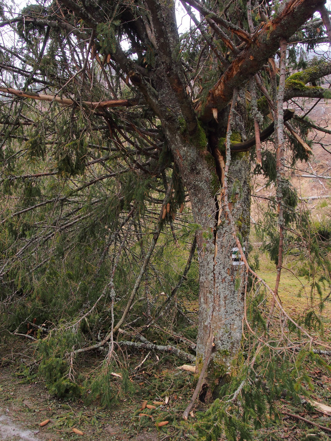 Kliknij obrazek, aby uzyskać większą wersję

Nazwa:	YAMA5949.JPG
Wyświetleń:	211
Rozmiar:	439,0 KB
ID:	107201