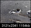 Kliknij obrazek, aby uzyskać większą wersję

Nazwa:	_C220470.jpg
Wyświetleń:	889
Rozmiar:	1,13 MB
ID:	107259