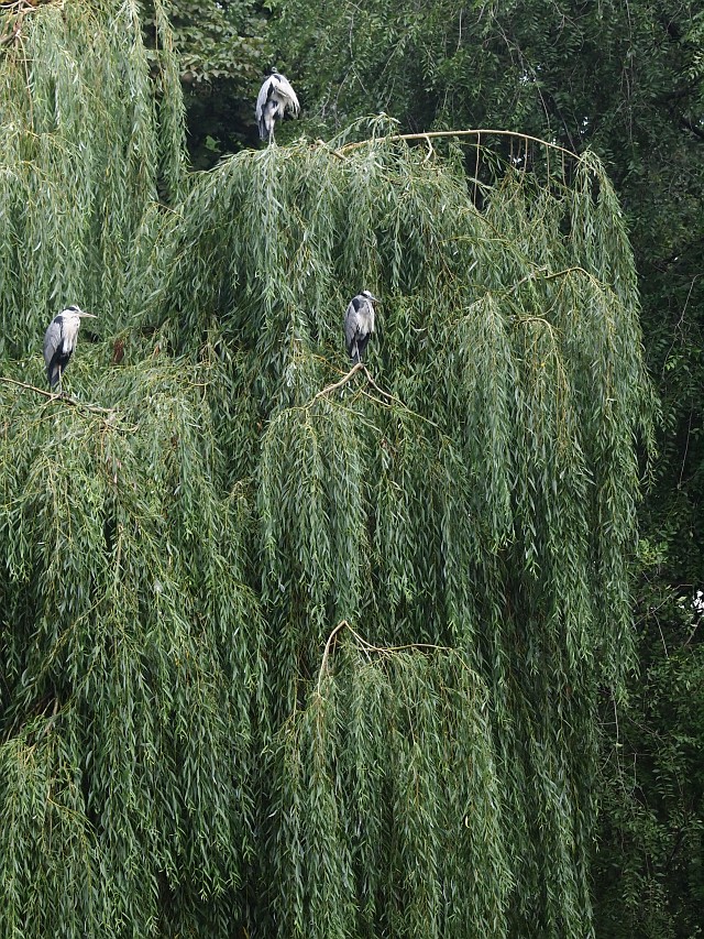 Nazwa:  E8082789.jpg
Wyświetleń: 58
Rozmiar:  346,2 KB