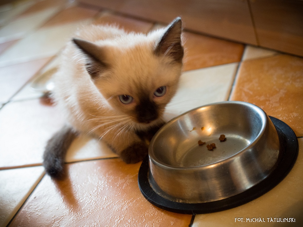 Nazwa:  P1022647.jpg
Wyświetleń: 134
Rozmiar:  286,0 KB