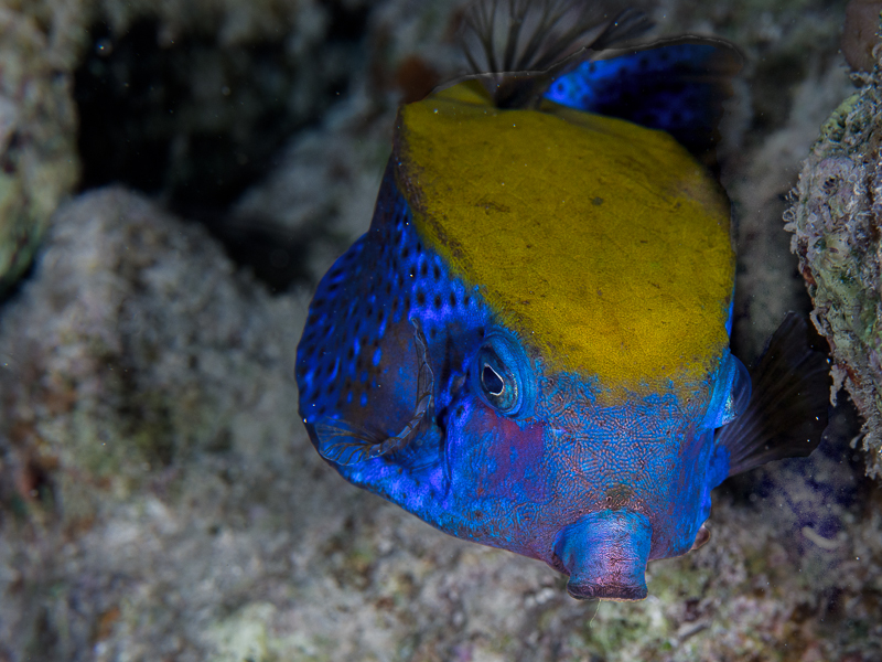 Nazwa:  2013-12-29-19-58_PC290051-Edit.jpg
Wyświetleń: 132
Rozmiar:  428,9 KB