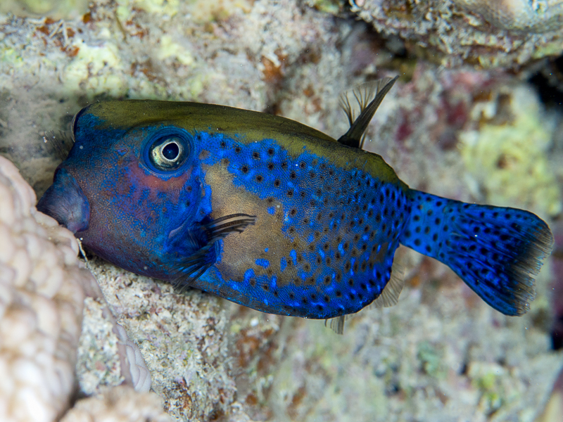 Nazwa:  2013-12-29-20-00_PC290062-Edit.jpg
Wyświetleń: 138
Rozmiar:  510,3 KB