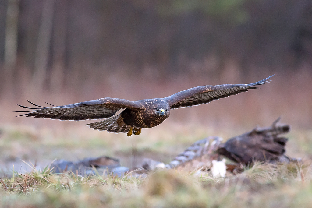 Nazwa:  N72A2014-1.jpg
Wyświetleń: 131
Rozmiar:  434,9 KB