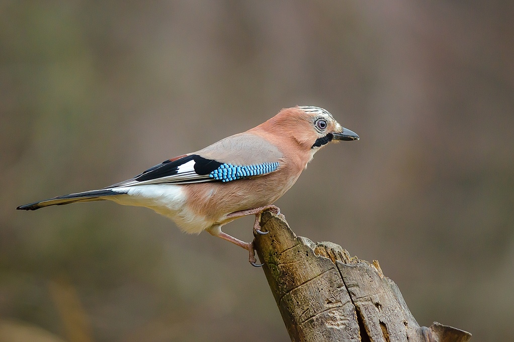 Kliknij obrazek, aby uzyskać większą wersję

Nazwa:	adambieg1c.jpg
Wyświetleń:	112
Rozmiar:	325,0 KB
ID:	109311