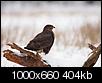 Kliknij obrazek, aby uzyskać większą wersję

Nazwa:	myszak1_1000.jpg
Wyświetleń:	301
Rozmiar:	404,2 KB
ID:	110282