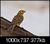 Kliknij obrazek, aby uzyskać większą wersję

Nazwa:	trznadel_1_1000_1.jpg
Wyświetleń:	284
Rozmiar:	376,5 KB
ID:	110315