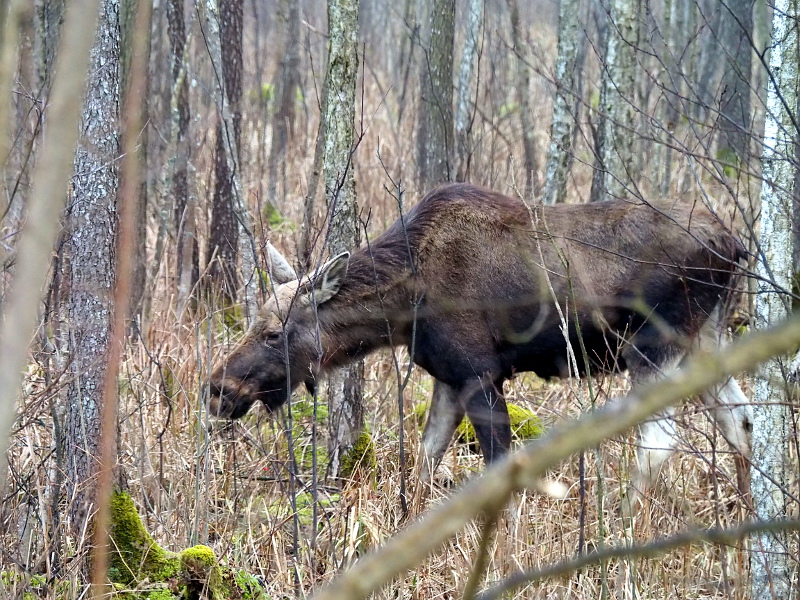 Nazwa:  RSK20178.JPG
Wyświetleń: 169
Rozmiar:  329,9 KB