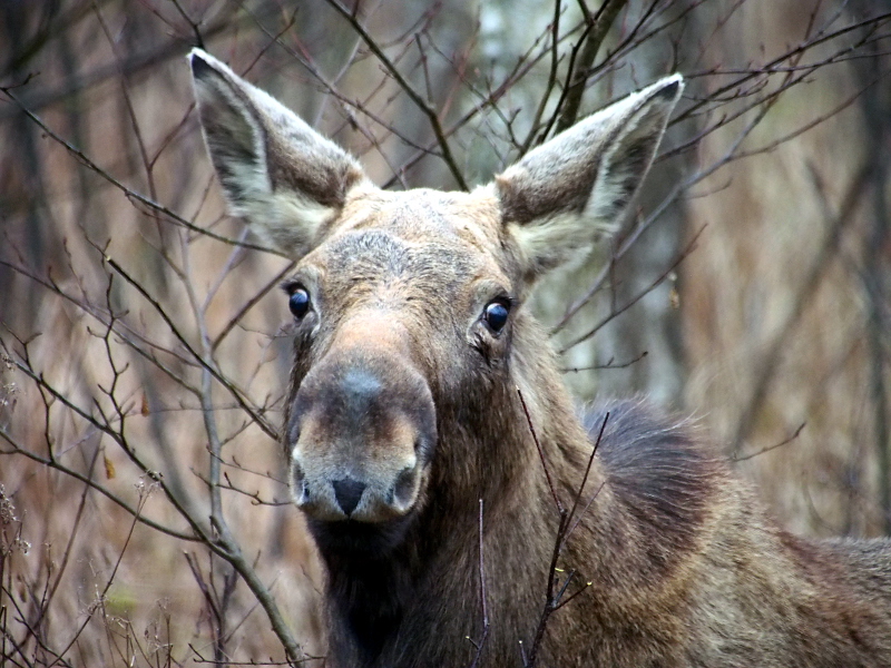Nazwa:  RSK20222.JPG
Wyświetleń: 168
Rozmiar:  292,5 KB