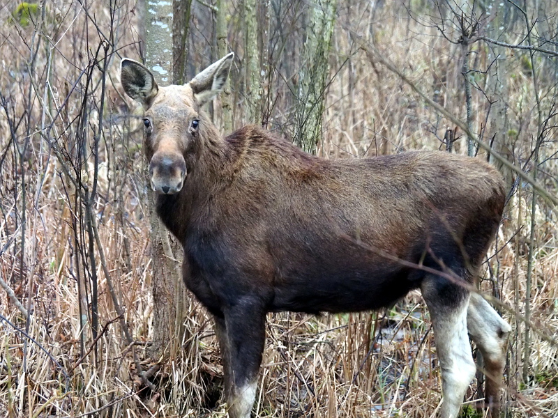 Nazwa:  RSK20234.JPG
Wyświetleń: 171
Rozmiar:  347,6 KB
