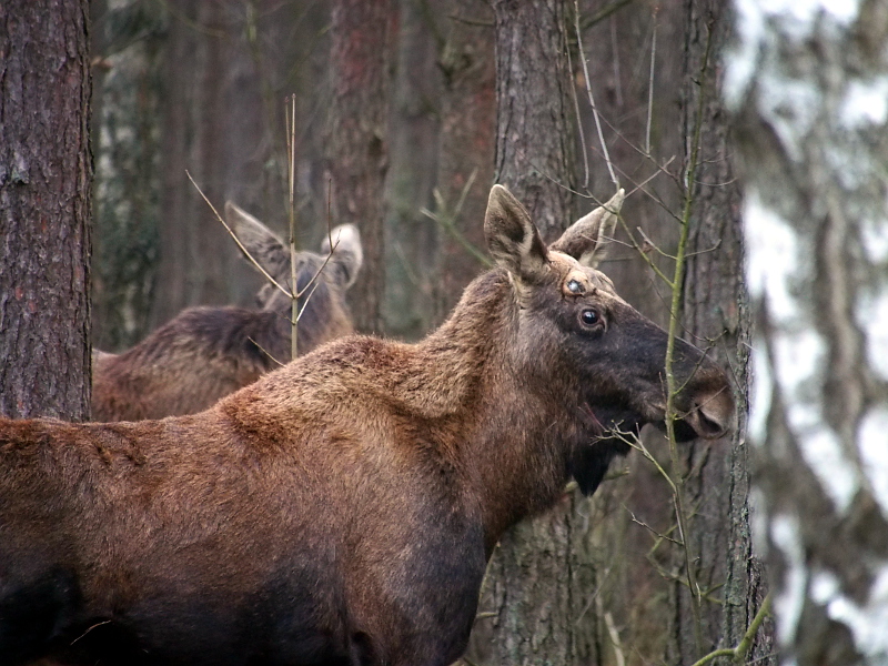 Nazwa:  RSK10086.JPG
Wyświetleń: 168
Rozmiar:  296,4 KB