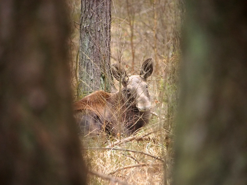 Nazwa:  RSK10191.JPG
Wyświetleń: 165
Rozmiar:  262,9 KB