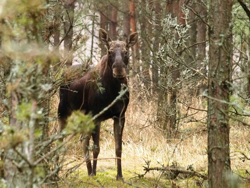 Nazwa:  RSK10216.JPG
Wyświetleń: 160
Rozmiar:  319,6 KB