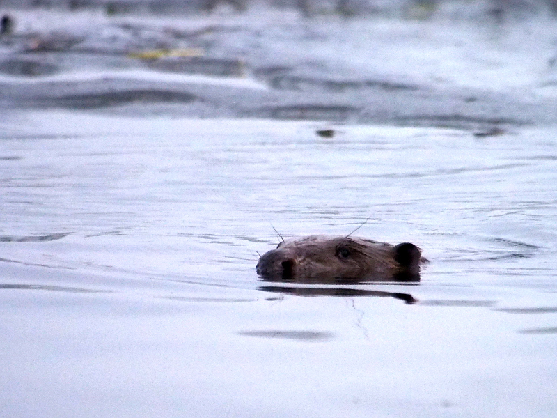 Nazwa:  RSK10032.JPG
Wyświetleń: 213
Rozmiar:  291,0 KB