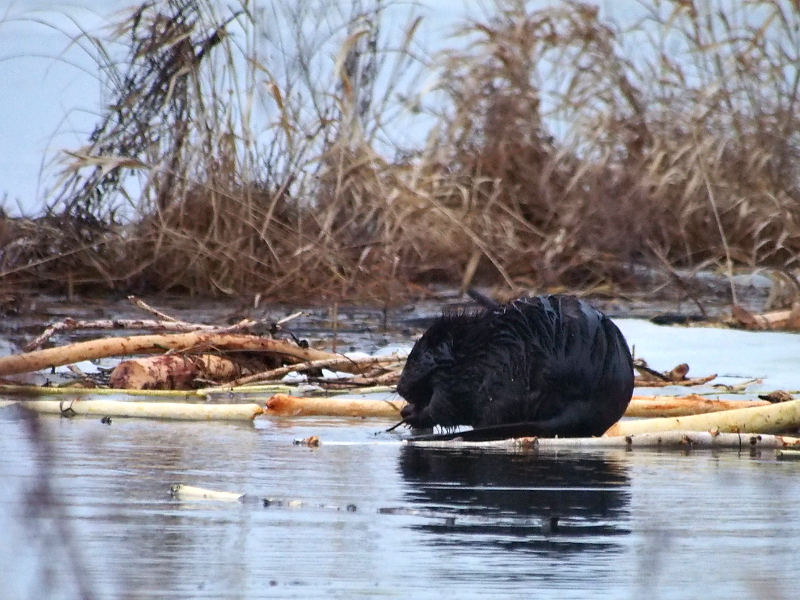 Nazwa:  RSK20053.JPG
Wyświetleń: 215
Rozmiar:  321,1 KB