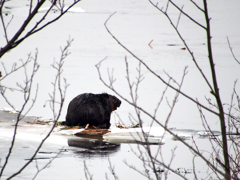 Nazwa:  RSK20276.JPG
Wyświetleń: 214
Rozmiar:  350,0 KB