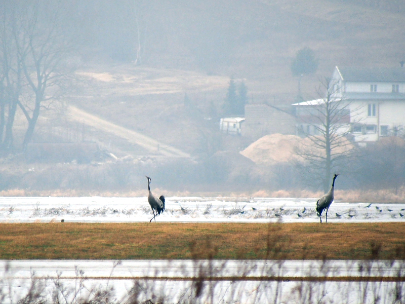 Nazwa:  RSK20297.JPG
Wyświetleń: 217
Rozmiar:  359,8 KB