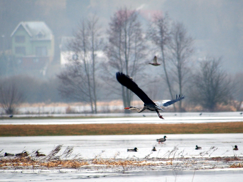 Nazwa:  RSK20311.JPG
Wyświetleń: 210
Rozmiar:  356,6 KB