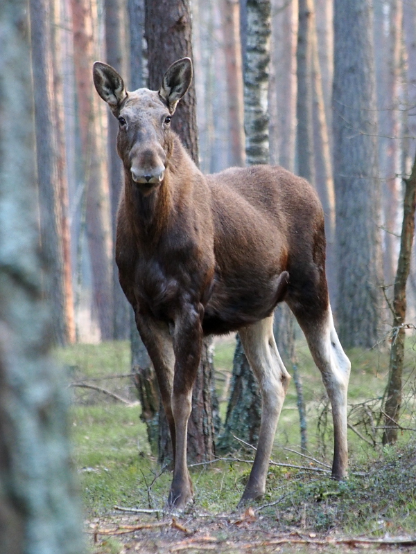 Nazwa:  RSK30248.JPG
Wyświetleń: 180
Rozmiar:  291,2 KB
