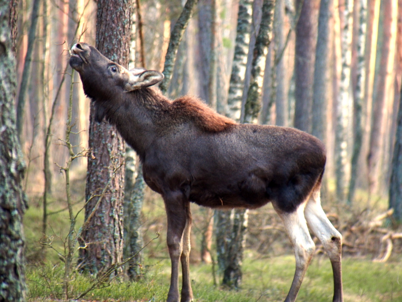 Nazwa:  RSK30284.JPG
Wyświetleń: 178
Rozmiar:  380,1 KB