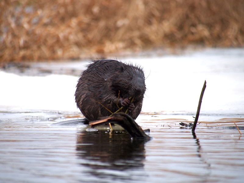 Nazwa:  RSK40197.JPG
Wyświetleń: 199
Rozmiar:  285,6 KB