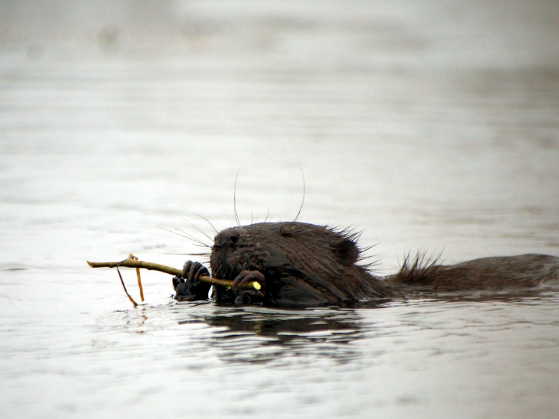 Nazwa:  RSK40201.JPG
Wyświetleń: 198
Rozmiar:  312,6 KB