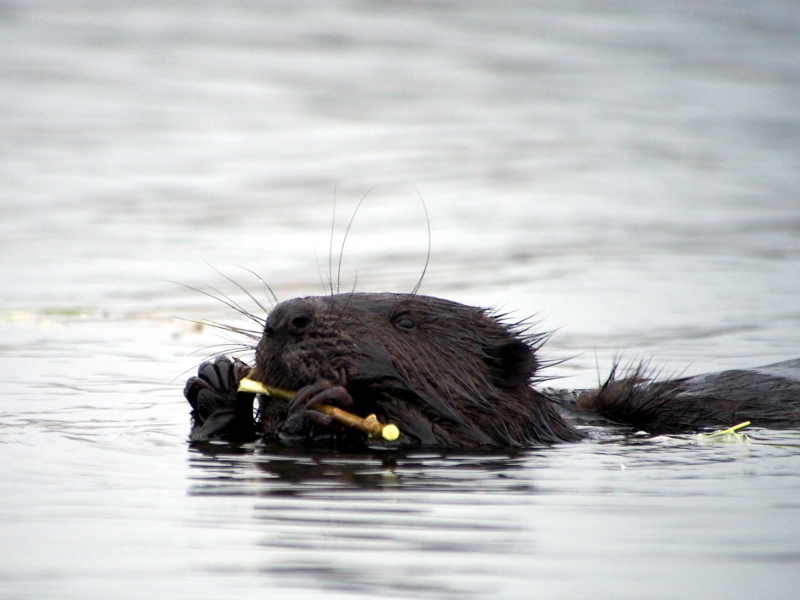 Nazwa:  RSK40205.JPG
Wyświetleń: 192
Rozmiar:  300,0 KB