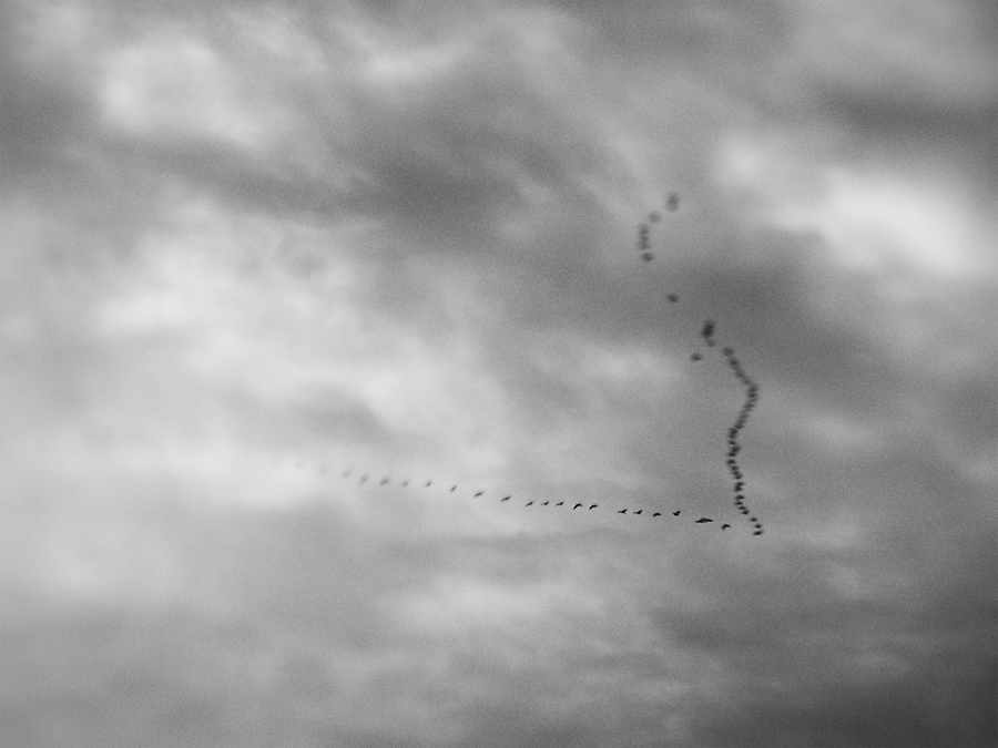 Nazwa:  cheĹmno1.jpg
Wyświetleń: 121
Rozmiar:  331,4 KB