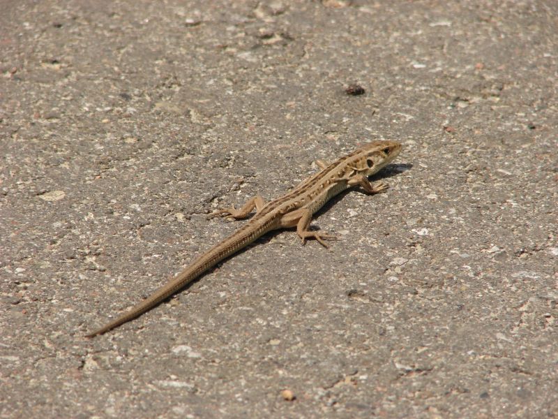 Kliknij obrazek, aby uzyskać większą wersję

Nazwa:	DSC07261.JPG
Wyświetleń:	155
Rozmiar:	134,1 KB
ID:	112686