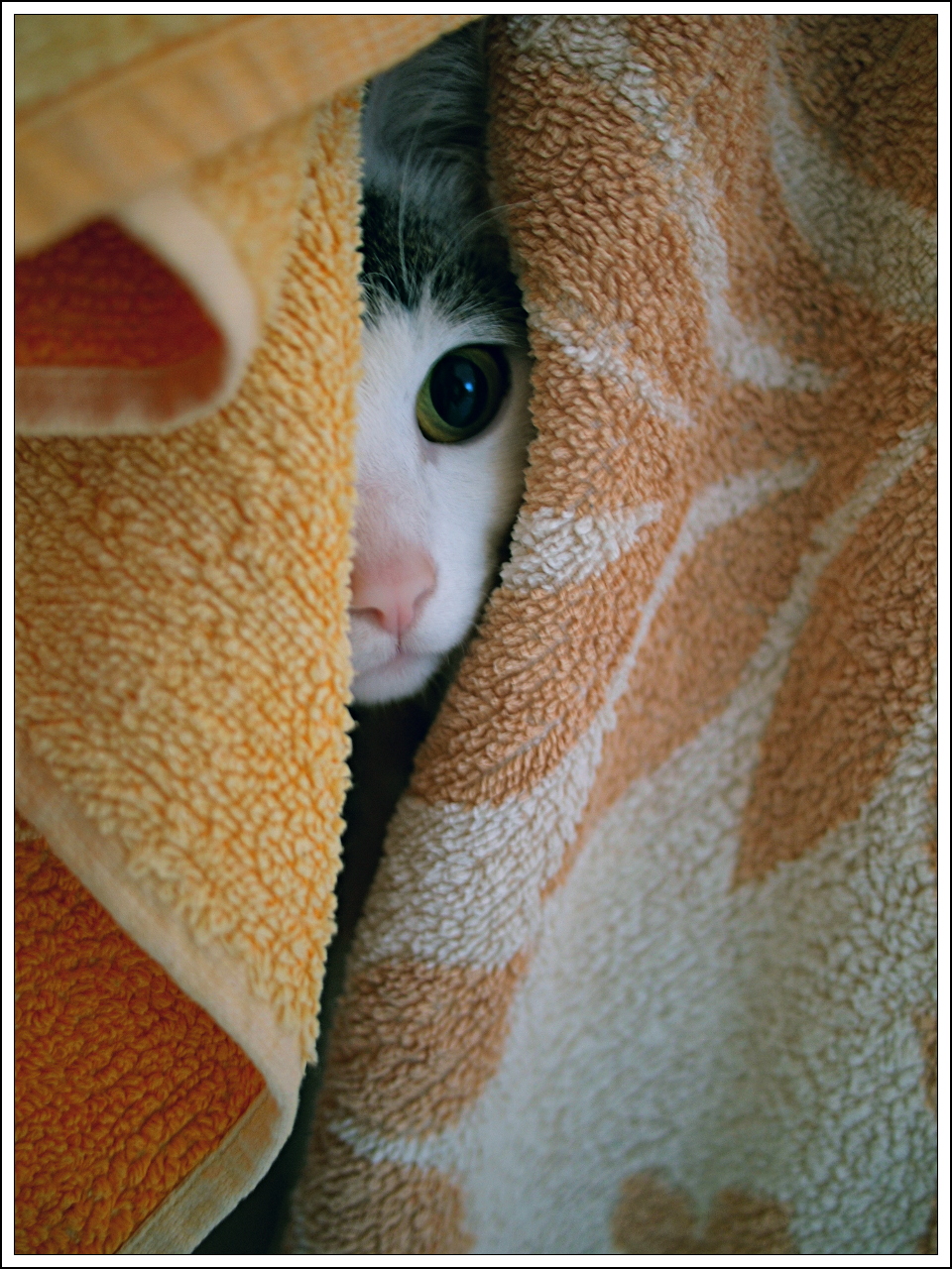 Nazwa:  wiedzias_1.jpg
Wyświetleń: 101
Rozmiar:  676,3 KB