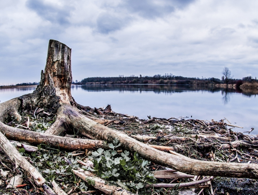 Nazwa:  korzen_Kolby.jpg
Wyświetleń: 82
Rozmiar:  313,6 KB