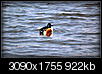 Kliknij obrazek, aby uzyskać większą wersję

Nazwa:	P3272567.jpg
Wyświetleń:	85
Rozmiar:	921,9 KB
ID:	113666